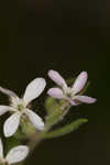 Common catchfly